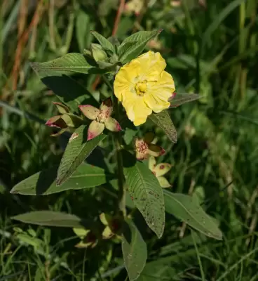 Ludwigia peruviana (L.) H.Hara