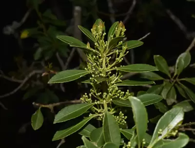 Ilex dumosa Reissek