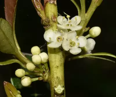 Ilex dumosa Reissek