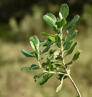Baccharis longiattenuata A.S.Oliveira