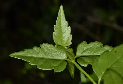 Calea pinnatifida (R.Br. ex Steud.) Less.