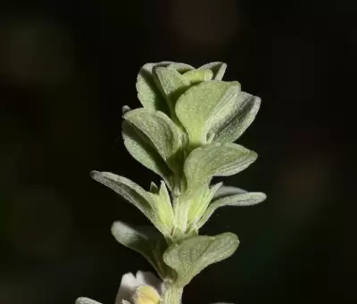 Glechon spathulata Benth.