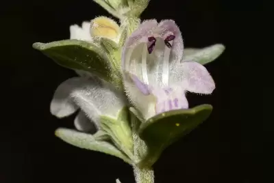 Glechon spathulata Benth.