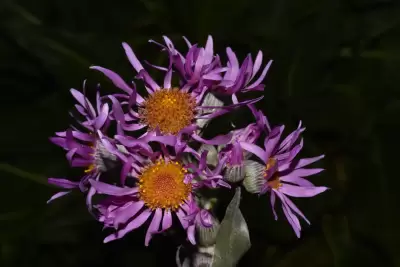 Senecio icoglossus DC.