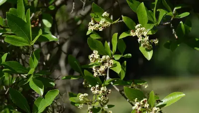 Cordia americana (L.) Gottschling & J.S.Mill.