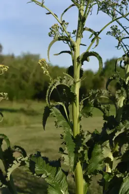Senecio mattfeldianus Cabrera