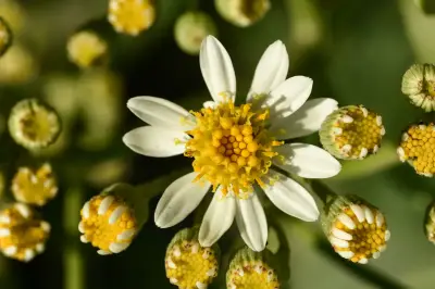 Senecio mattfeldianus Cabrera