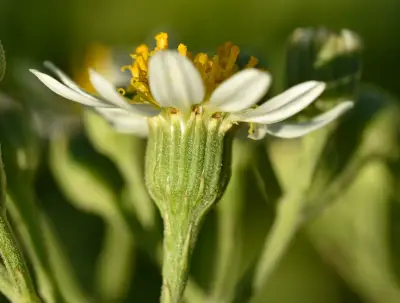 Senecio mattfeldianus Cabrera