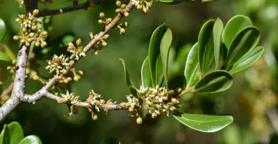 Myrsine parvifolia A.DC.