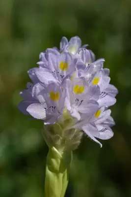 Pontederia rotundifolia L.f.