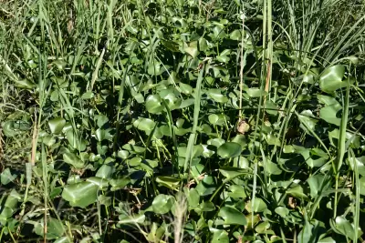 Pontederia rotundifolia L.f.