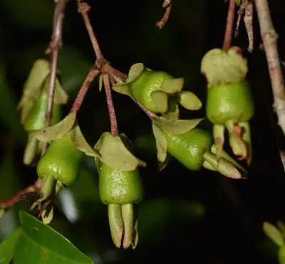 Eugenia involucrata DC.