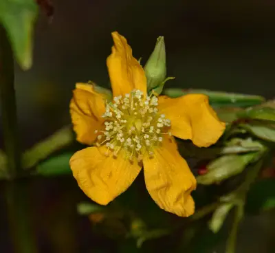 Hypericum brasiliense Choisy