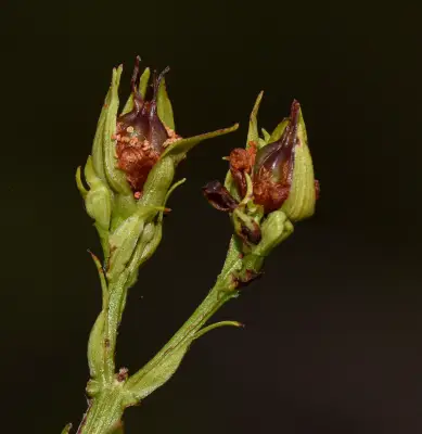 Hypericum brasiliense Choisy