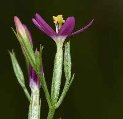 Centaurium pulchellum (Sw.) Hayek ex Hand.-Mazz.Stadlm., Janch. & Faltis
