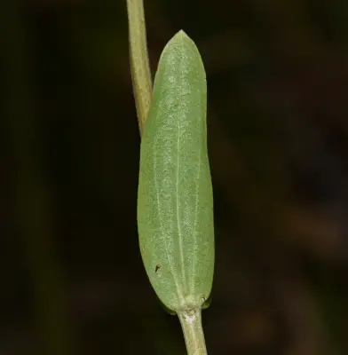 Centaurium pulchellum (Sw.) Hayek ex Hand.-Mazz.Stadlm., Janch. & Faltis