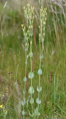 Blackstonia perfoliata (J.Presl) Huds.
