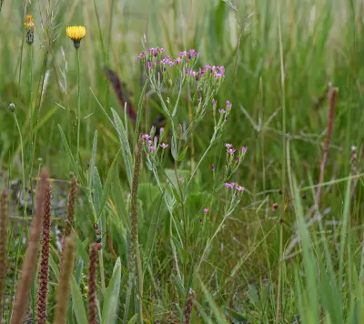 Centaurium pulchellum (Sw.) Hayek ex Hand.-Mazz.Stadlm., Janch. & Faltis