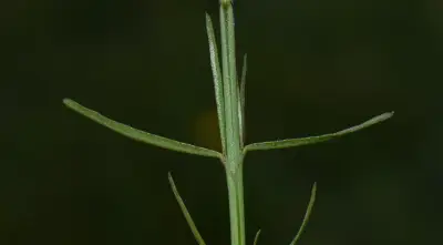 Agalinis communis (Cham. & Schltdl.) D'Arcy