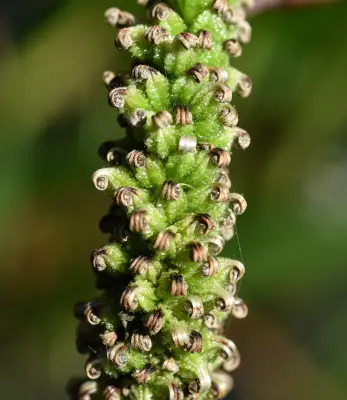 Pontederia cordata L.