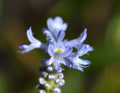 Pontederia cordata L.