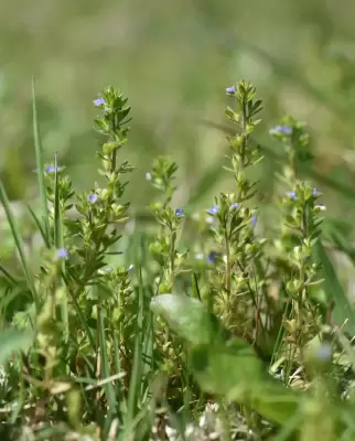 Veronica arvensis L.