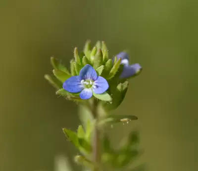 Veronica arvensis L.