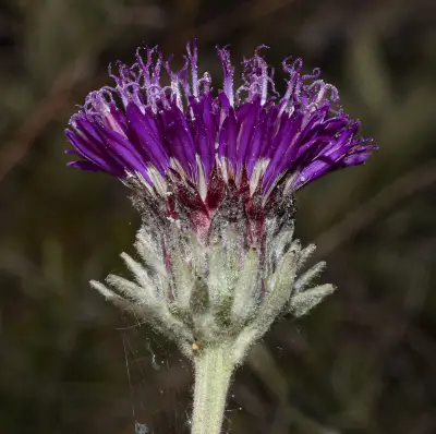 Lessingianthus magnificus Deble, Dematt. & Marchiori