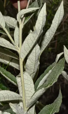 Lessingianthus magnificus Deble, Dematt. & Marchiori
