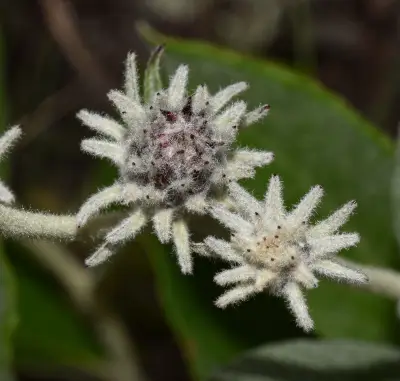 Lessingianthus magnificus Deble, Dematt. & Marchiori