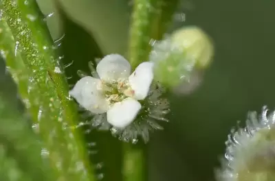 Galium aparine L.