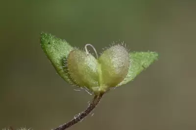 Veronica persica Poir.