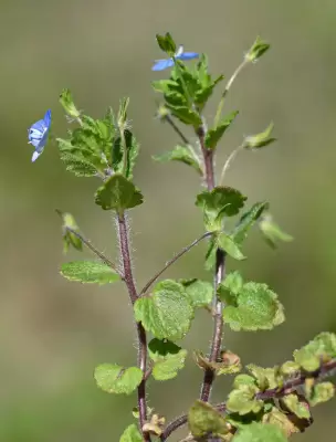 Veronica persica Poir.