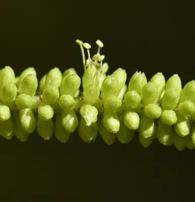 Parapiptadenia rigida (Benth.) Brenan