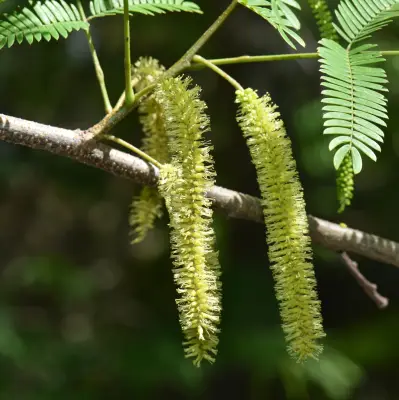 Parapiptadenia rigida (Benth.) Brenan