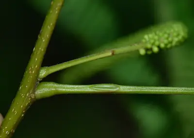 Parapiptadenia rigida (Benth.) Brenan