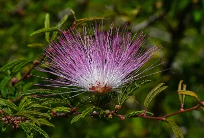 Calliandra selloi (Spreng.) J.F.Macbr.
