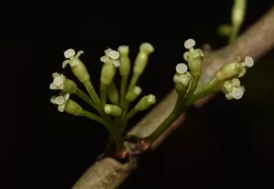 Daphnopsis racemosa Griseb.