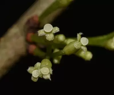 Daphnopsis racemosa Griseb.