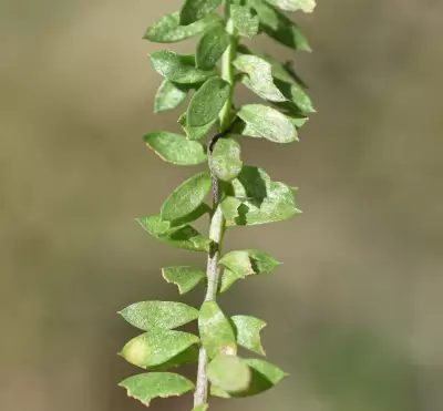 Senega linoides (Poir.) J.F.B.Pastore