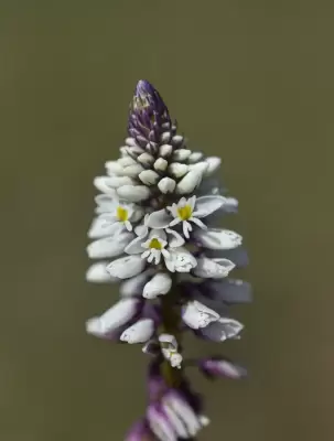 Senega linoides (Poir.) J.F.B.Pastore