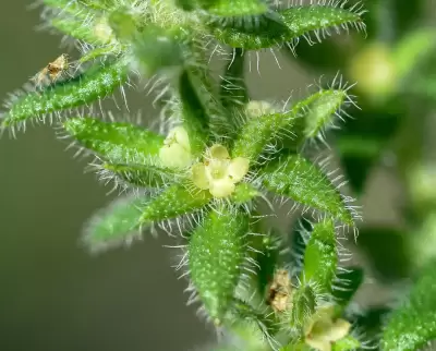 Trichogalium hirtum (Lam.) Kadereit & Schneew.