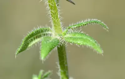 Trichogalium hirtum (Lam.) Kadereit & Schneew.