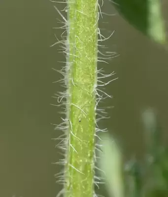 Trichogalium hirtum (Lam.) Kadereit & Schneew.