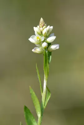 Senega australis (A.W.Benn.) J.F.B.Pastore