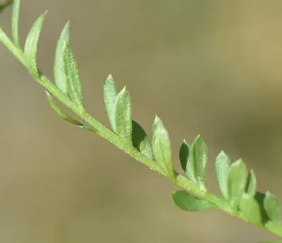 Senega australis (A.W.Benn.) J.F.B.Pastore