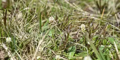 Senega australis (A.W.Benn.) J.F.B.Pastore