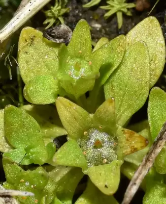 Lepuropetalon spathulatum Muhl. ex Elliott