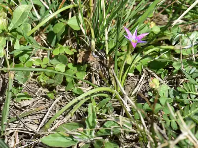 Romulea rosea (L.) Eckl.