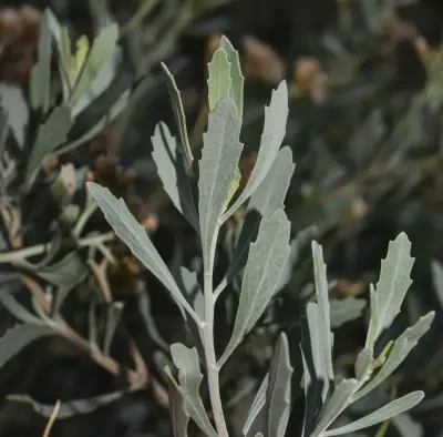 Tessaria absinthioides (Hook. & Arn.) DC.